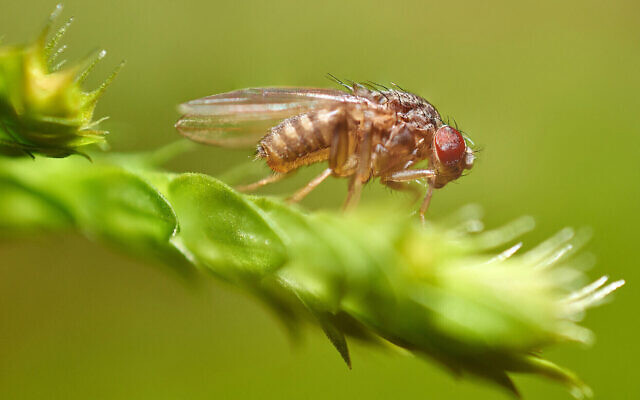 Photo d'illustration : Une mouche méditerranéenne des fruits (Crédit : Entwicklungsknecht; iStock by Getty Images)