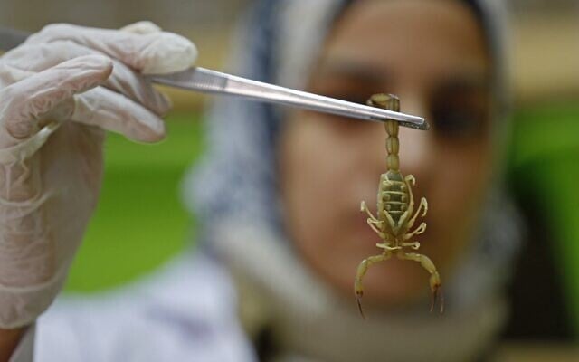 La pharmacienne égyptienne Nahla Abdel-Hameed attrape un scorpion dans son laboratoire et sa ferme du Royaume du Scorpion, dans le désert occidental d'Égypte, près de la ville de Dakhla, dans la Nouvelle Vallée, à quelque 700 km au sud-est de la capitale, le 4 février 2021. (Crédit : Khaled DESOUKI / AFP) La pharmacienne égyptienne Nahla Abdel-Hameed attrape un scorpion dans son laboratoire et sa ferme du Royaume du Scorpion, dans le désert occidental d'Égypte, près de la ville de Dakhla, dans la Nouvelle Vallée, à quelque 700 km au sud-est de la capitale, le 4 février 2021. (Crédit : Khaled DESOUKI / AFP)