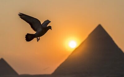 Un pigeon dans la ville de Gizeh, jumelle à la capitale égyptienne, le 21 février 2021, avec les pyramides de Khafre (Chephren) et Menkaure (Menkheres) en arrière-plan. (Crédit : Khaled DESOUKI / AFP)