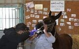 Un médecin inspecte un âne au refuge Safe Haven for Donkeys dans la ville de Rujayb, à l'est de la ville de Naplouse en Cisjordanie, le 25 février 2021 (Crédit : Jaafar ASHTIYEH / AFP)