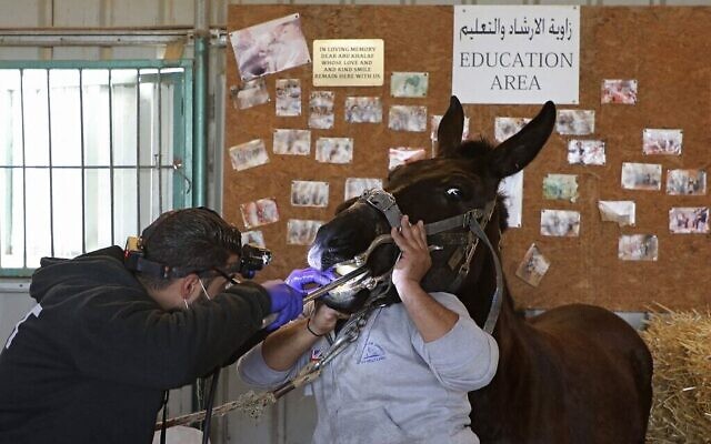 Un médecin inspecte un âne au refuge Safe Haven for Donkeys dans la ville de Rujayb, à l'est de la ville de Naplouse en Cisjordanie, le 25 février 2021 (Crédit : Jaafar ASHTIYEH / AFP)