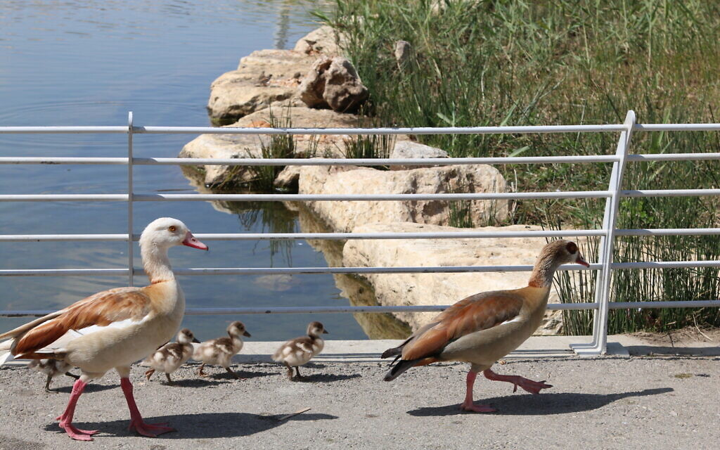 Des canards marchant dans le parc pour enfants de Beer Sheva. (Shmuel Bar-Am)