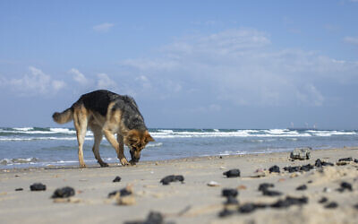 Un chien flaire le goudron issu d'une marée noire dans la mer méditerranée sur une plage de la Réserve naturelle de Gdor, près de Michmoret, en Israël, le 1er mars 2021. (Crédit : AP Photo/Ariel Schalit)