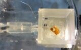 Un élément du robot de l'université de Tel-Aviv équipée d'une oreille de sauterelle, l'oreille étant visible (Crédit : université de Tel-Aviv)