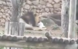 Un lion dévore un lapin au zoo de Jérusalem en mars 2021. (Capture d'écran Twitter)