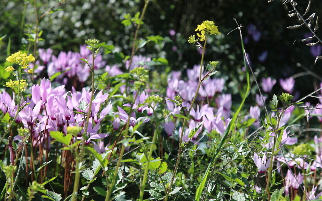 Des cyclamens dans le parc de l'Indépendance américain du KKL-JNF. (Crédit : Shmuel Bar-Am)