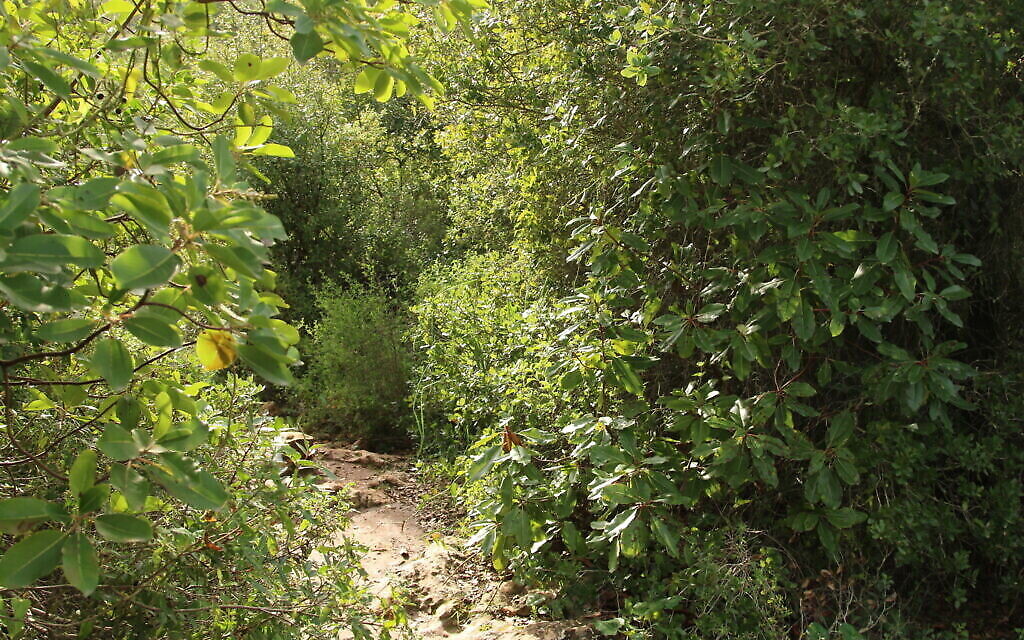 Un sentier enchanteur de la randonnée de 45 minutes organisée au-dessus du lit de la rivière Ktalav Riverbed. (Crédit : Shmuel Bar-Am)