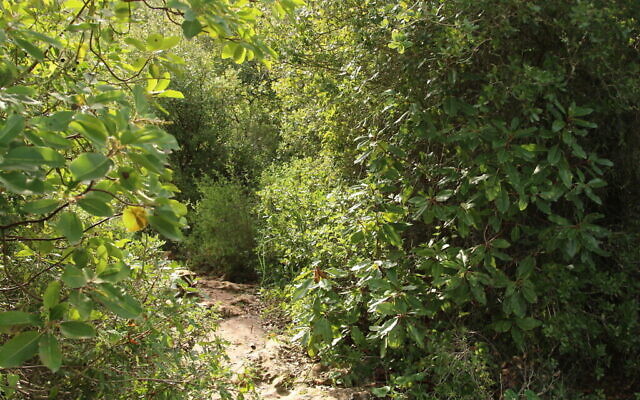 Un sentier enchanteur de la randonnée de 45 minutes organisée au-dessus du lit de la rivière Ktalav Riverbed. (Crédit : Shmuel Bar-Am)
