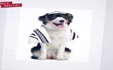 Capture d'écran d'une publicité de Yahadout HaTorah qui semblait comparer les juifs réformés convertis à des chiens. (Capture d'écran)