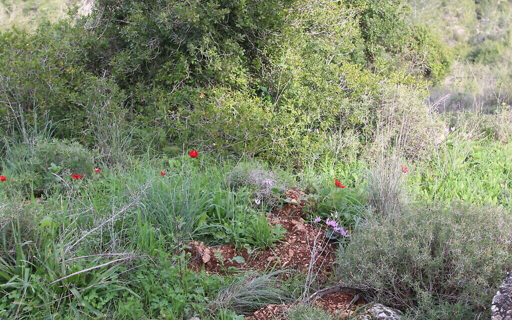 Le sentier de randonnée qui entoure la crête, au-dessus du lit de rivière Ktalav . (Crédit : Shmuel Bar-Am)