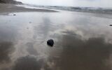 Une boule de goudron frais sur la plage de la réserve naturelle de Gador, dans le nord d'Israël, le 2 mars 2021. (Crédit : Sue Surkes/Times of Israel)