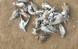 Des tourterelles européennes abattues dans la vallée de la Hula au nord d’Israël, le 2 septembre 2020. (Crédit : KKL-JNF Chief Birdwatcher, Yaron Cherka)