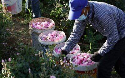 Un ouvrier de la ferme Bin Salman cueille des roses Damascena (Damas) pour produire de l'eau et de l'huile de rose, dans la ville de Taif, dans l'ouest de l'Arabie saoudite, le 11 avril 2021. (Crédit : Fayez Nureldine / AFP)