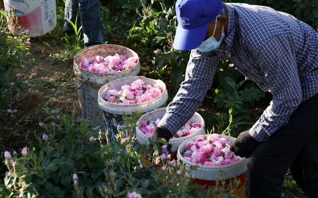 Un ouvrier de la ferme Bin Salman cueille des roses Damascena (Damas) pour produire de l'eau et de l'huile de rose, dans la ville de Taif, dans l'ouest de l'Arabie saoudite, le 11 avril 2021. (Crédit : Fayez Nureldine / AFP)
