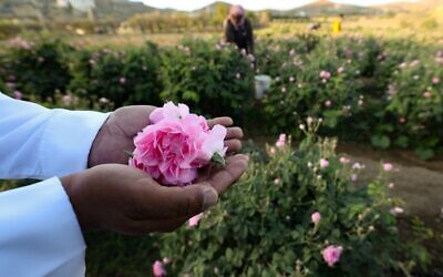 Un ouvrier de la ferme Bin Salman cueille des roses Damascena (Damas) pour produire de l'eau et de l'huile de rose, dans la ville de Taif, dans l'ouest de l'Arabie saoudite, le 11 avril 2021. (Crédit : Fayez Nureldine / AFP)