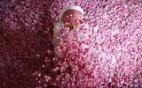 Un ouvrier de la ferme Bin Salman assis parmi des roses Damascena (Damas) pour produire de l'eau et de l'huile de rose, dans la ville de Taif, dans l'ouest de l'Arabie saoudite, le 11 avril 2021. (Crédit : Fayez Nureldine/AFP)