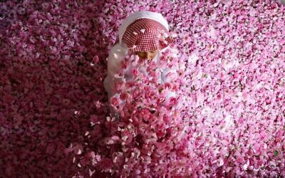Un ouvrier de la ferme Bin Salman assis parmi des roses Damascena (Damas) pour produire de l'eau et de l'huile de rose, dans la ville de Taif, dans l'ouest de l'Arabie saoudite, le 11 avril 2021. (Crédit : Fayez Nureldine/AFP)