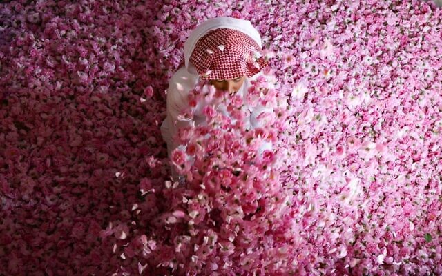 Un ouvrier de la ferme Bin Salman assis parmi des roses Damascena (Damas) pour produire de l'eau et de l'huile de rose, dans la ville de Taif, dans l'ouest de l'Arabie saoudite, le 11 avril 2021. (Crédit : Fayez Nureldine/AFP)
