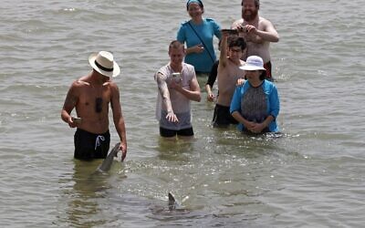 Des personnes utilisent leurs téléphones et leurs caméras pour filmer un requin qui passe dans les eaux peu profondes de la mer Méditerranée, au large de la ville côtière israélienne de Hadera, au nord de Tel Aviv, le 20 avril 2021. (Crédit : JACK GUEZ / AFP)