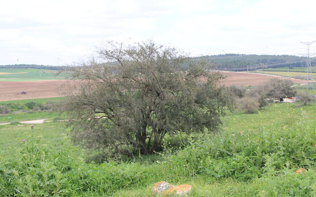 Le jujube d'épine du Christ au début du sentier menant à Tel Tzafit. (Shmuel Bar-Am)