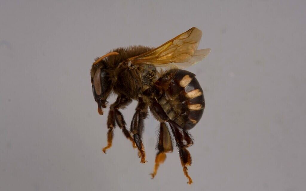 Une femelle de l'espèce Melipona sans dard. (Autorisation du Packer Lab)