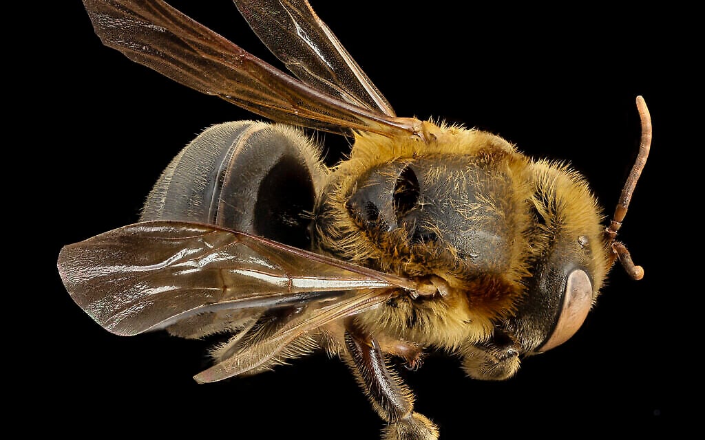 Membre de l'espèce d'abeilles à miel sans dard Melipona. (Domaine public via wikipedia)