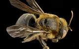 Membre de l'espèce d'abeilles à miel sans dard Melipona. (Domaine public via wikipedia)
