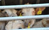 Cargaison de veaux transportés vivants d'Australie à Eilat pour l’engraissement avant abattage, décembre 2019. (Israel Against Live Shipments)