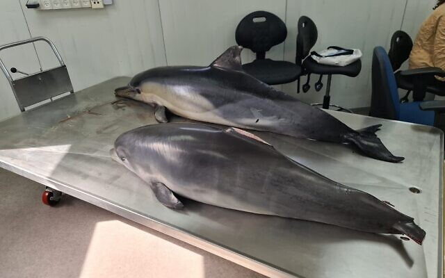 Deux dauphins morts attendent d'être autopsiés au Morris Kahn Center for Marine Research, côte méditerranéenne d'Israël, le 6 avril 2021. (Crédit : Dr. Aviad Sheinin) Deux dauphins morts attendent d'être autopsiés au Morris Kahn Center for Marine Research, côte méditerranéenne d'Israël, le 6 avril 2021. (Crédit : Dr. Aviad Sheinin)