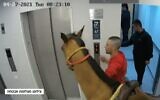 Un cheval est conduit dans l'ascenseur d'un immeuble résidentiel de Tel Aviv, le 28 avril 2021 (Capture d'écran Douzième chaîne)