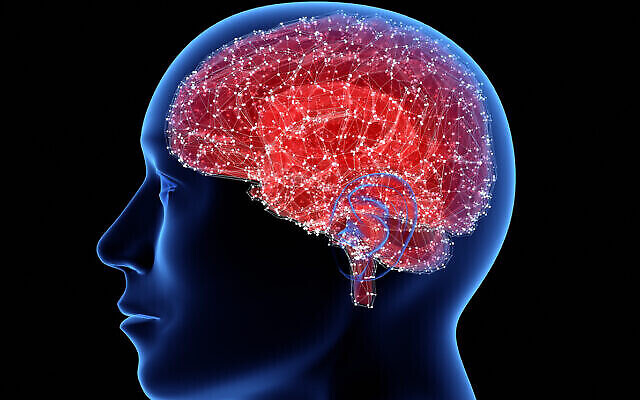 Image illustrative d'un cerveau. (iStock)