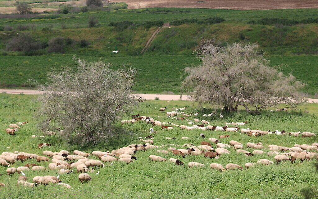 Des moutons paissent tandis que des aigrettes sont sur leur dos dans les pâturages en contrebas de Tel Tzafit. (Shmuel Bar-Am)