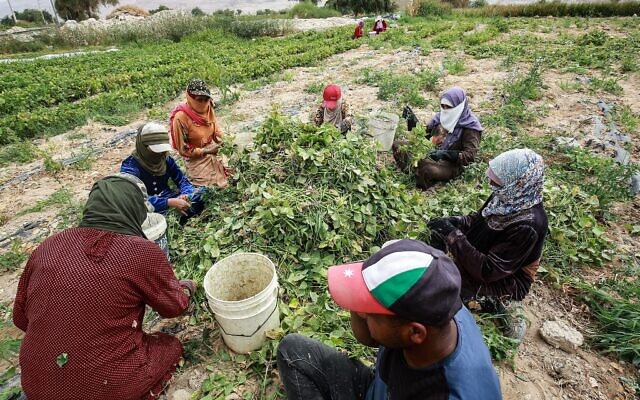 Des femmes travaillent dans un champ de haricots verts dans une ferme de Ghor al-Haditha, à 80 kilomètres de la capitale d'Amman, le 21 avril 2021.  (Crédit : Khalil MAZRAAWI / AFP)
