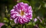 Une rose dans un champ près de la ville de Kelaat Mgouna (ou Tighremt NImgunen) dans la province centrale de Tinghir au Maroc, dans les montagnes de l'Atlas, le 26 avril 2021. (Crédit : FADEL SENNA / AFP)