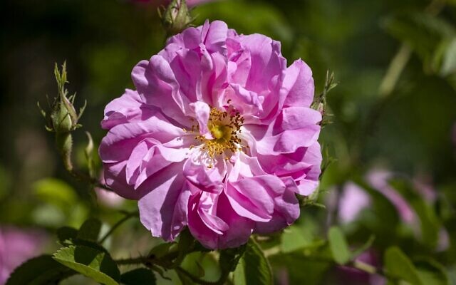 Une rose dans un champ près de la ville de Kelaat Mgouna (ou Tighremt NImgunen) dans la province centrale de Tinghir au Maroc, dans les montagnes de l'Atlas, le 26 avril 2021. (Crédit : FADEL SENNA / AFP)