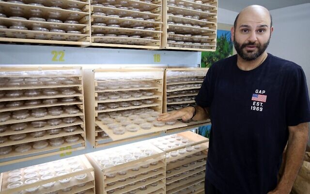 L'homme d'affaires koweïtien Jassem Buabbas montre des super vers dans sa ferme de Kabad, à 50 km au nord-ouest de Koweït City, le 20 mai 2021. (Crédit : YASSER AL-ZAYYAT / AFP) L'homme d'affaires koweïtien Jassem Buabbas montre des super vers dans sa ferme de Kabad, à 50 km au nord-ouest de Koweït City, le 20 mai 2021. (Crédit : YASSER AL-ZAYYAT / AFP)