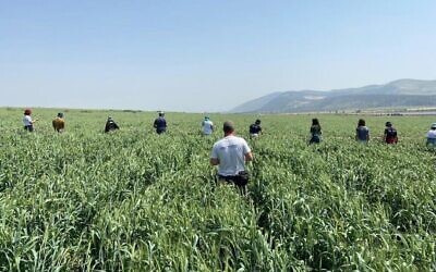 Les volontaires de la ferme HaShomer HaChadash parcourent un champ de blé, grâce à l'application SunDo qui connecte agriculteurs et bénévoles. (Autorisation HaShomer HaChadash)