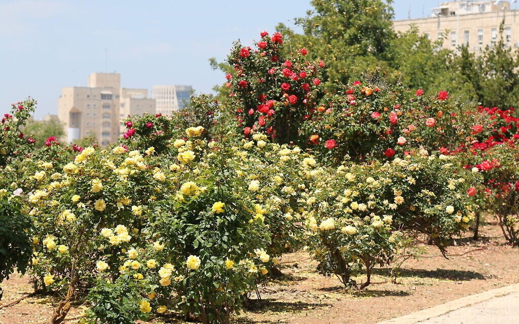 Des roses 'Allgold' au Wohl Rose Park à Jérusalem, au mois d'avril 2021. (Crédit : Shmuel Bar-Am)