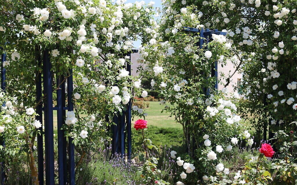 Des roses 'iceberg' dans le jardin de Vienne du Wohl Rose Park à Vienne, au mois d'avril 2021. (Crédit :  Shmuel Bar-Am)