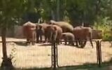 Capture d'écran d'une vidéo d'éléphants au Ramat Gan Safari répondant pendant une attaque à la roquette depuis la bande de Gaza, mai 2021. (Facebook)