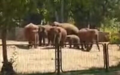 Capture d'écran d'une vidéo d'éléphants au Ramat Gan Safari répondant pendant une attaque à la roquette depuis la bande de Gaza, mai 2021. (Facebook)