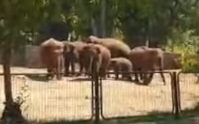 Capture d'écran d'une vidéo d'éléphants au Ramat Gan Safari répondant pendant une attaque à la roquette depuis la bande de Gaza, mai 2021. (Facebook)