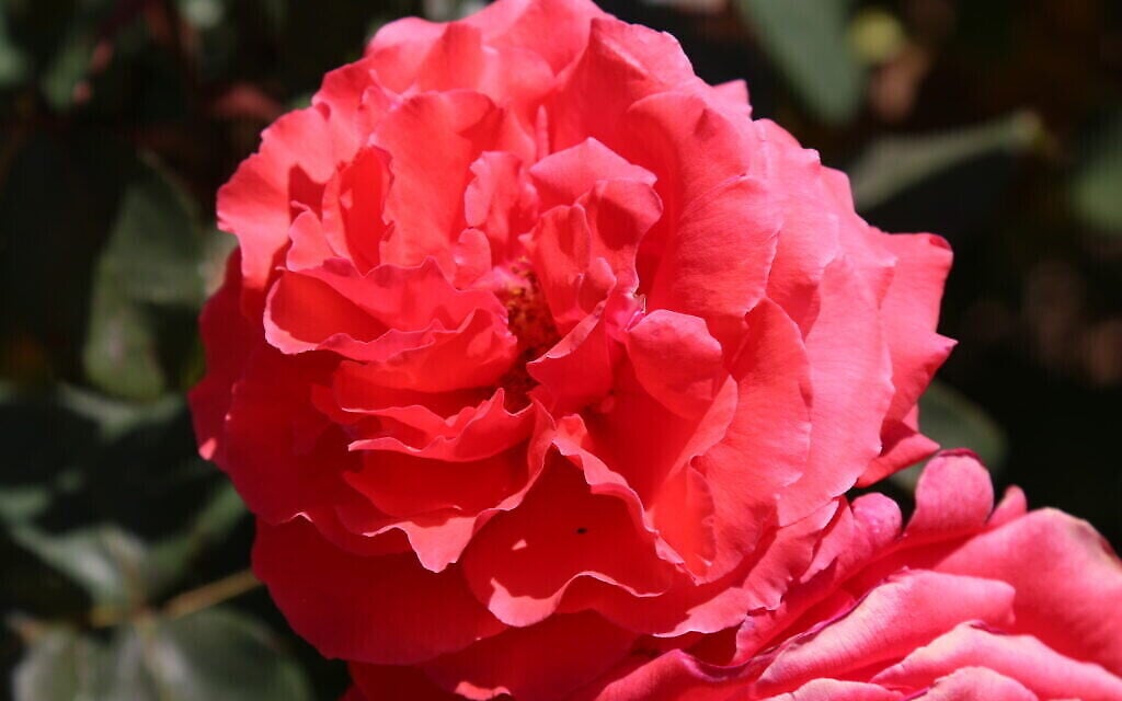 Une rose épanouie au Wohl Rose Park de Jérusalem, au mois d'avril 2021. (Crédit :  Shmuel Bar-Am)