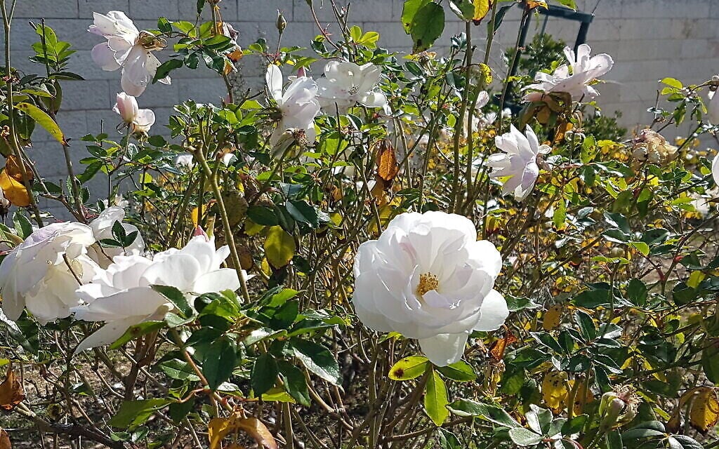 Des roses iceberg au Wohl Rose Park de Jérusalem, au mois d'avril 2021. (Crédit :  Shmuel Bar-Am)