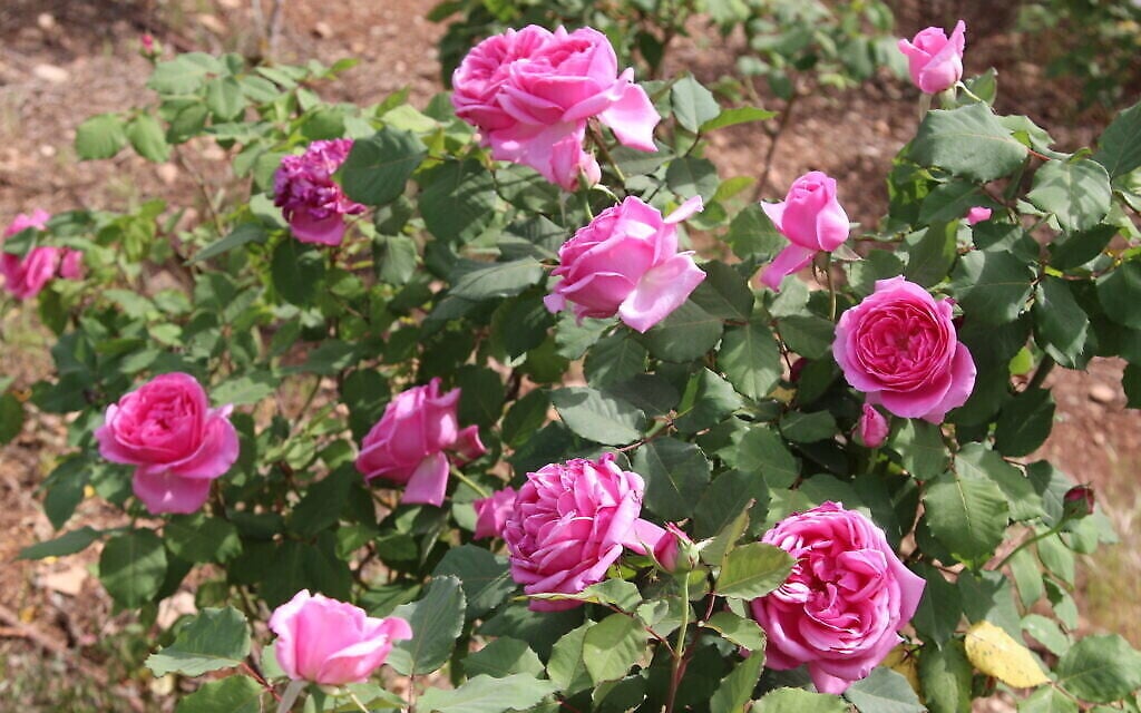 La rose 'Israela' développée par le mathématicien israélien Binyamin Amira, au Wohl Rose Park à Jérusalem, en avril 2021. (Crédit : Shmuel Bar-Am)