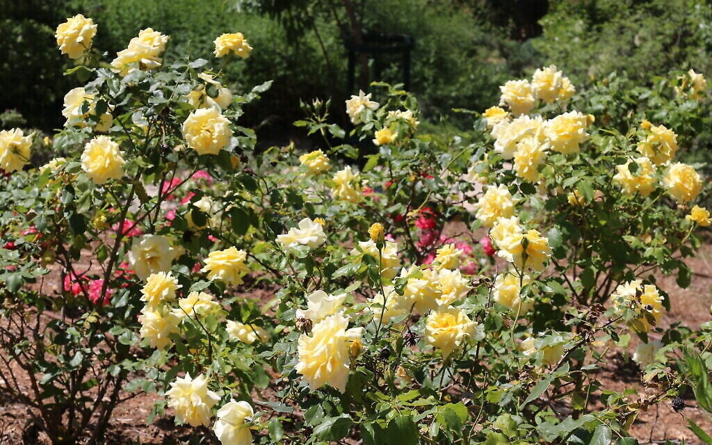 Des roses de Ramat Gan au Wohl Rose Park de Jérusalem, au mois d'avril 2021. (Crédit : Shmuel Bar-Am)