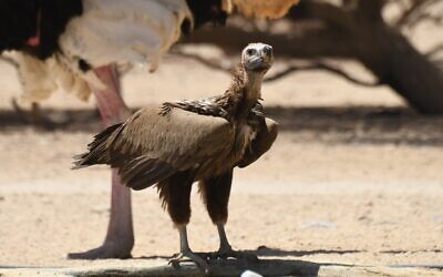 Un vautour à tête plate visite la réserve naturelle de Hai Bar à Yotvata dans le sud d'Israël, le 29 avril 2021. (Crédit : Noam Weiss/ International Birding and Research Center, Eilat)