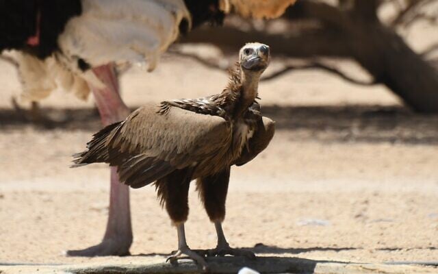 Un vautour à tête plate visite la réserve naturelle de Hai Bar à Yotvata dans le sud d'Israël, le 29 avril 2021. (Crédit : Noam Weiss/ International Birding and Research Center, Eilat) Un vautour à tête plate visite la réserve naturelle de Hai Bar à Yotvata dans le sud d'Israël, le 29 avril 2021. (Crédit : Noam Weiss/ International Birding and Research Center, Eilat)