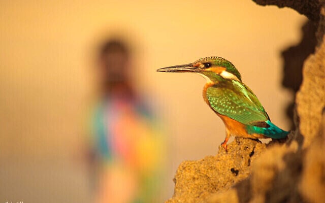 Le photographe Moshe Gold a dû résister à l'envie d'exposer trop de photos d'oiseaux lors de sa première exposition de photographies qui a ouvert ses portes le 3 juin 2021 à la Cinémathèque de Jérusalem (avec l'aimable autorisation de Moshe Gold).