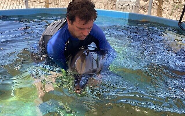 Le personnel de l'Autorité de la nature et des parcs soigne un dauphin blessé au Centre de sauvetage des tortues de mer à Mikhmoret, le 12 juin 2021 (Crédit: Yali Mivorakh/Autorité israélienne de la nature et des parcs). Le personnel de l'Autorité de la nature et des parcs soigne un dauphin blessé au Centre de sauvetage des tortues de mer à Mikhmoret, le 12 juin 2021 (Crédit: Yali Mivorakh/Autorité israélienne de la nature et des parcs).